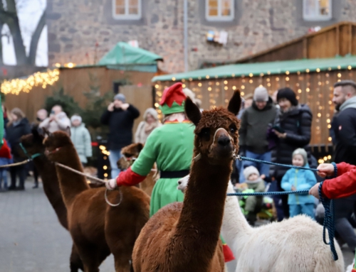 Weihnachtsmann + Alpakas auf dem Schiffenberg